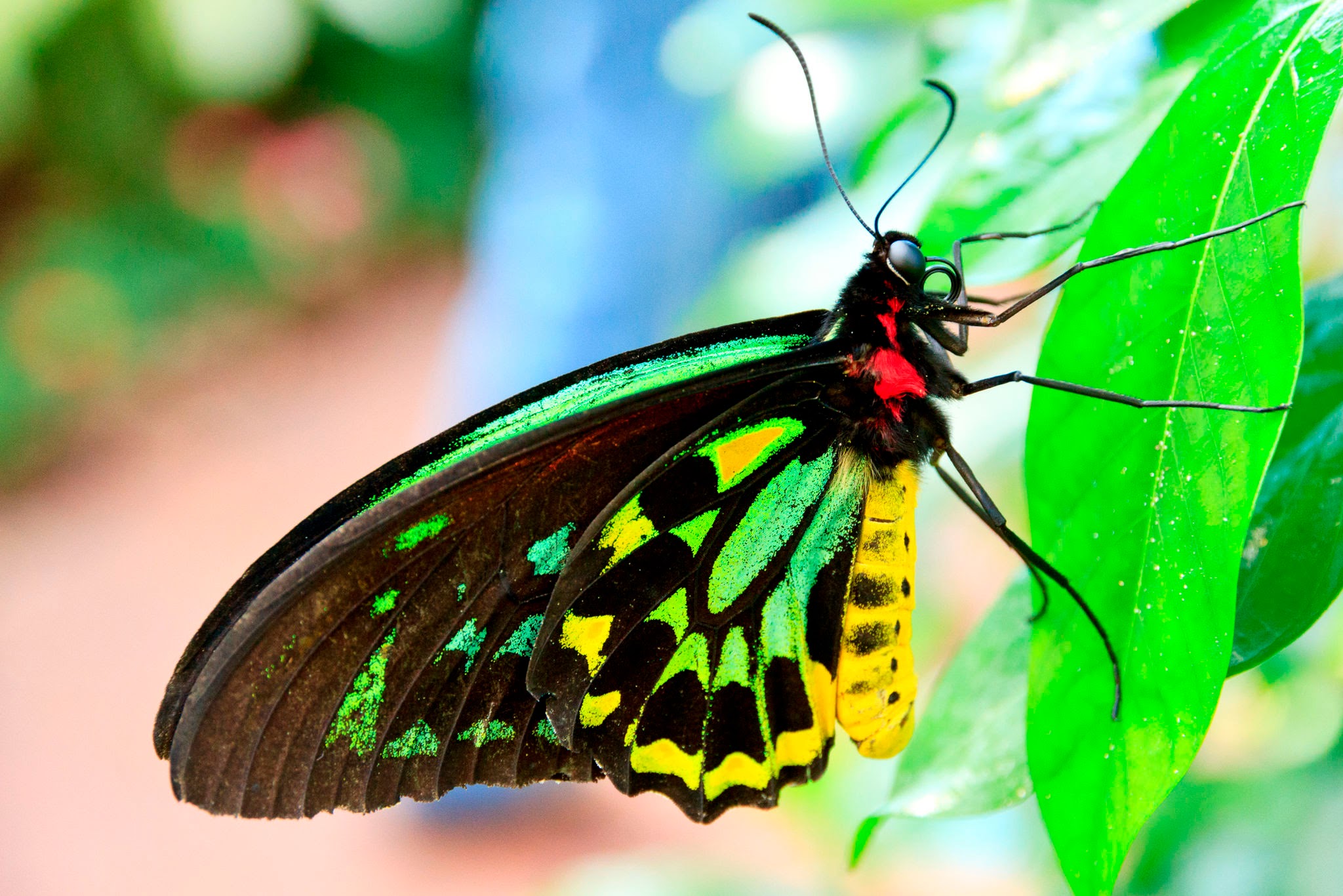 Queen Alexandra’s Birdwing butterfly